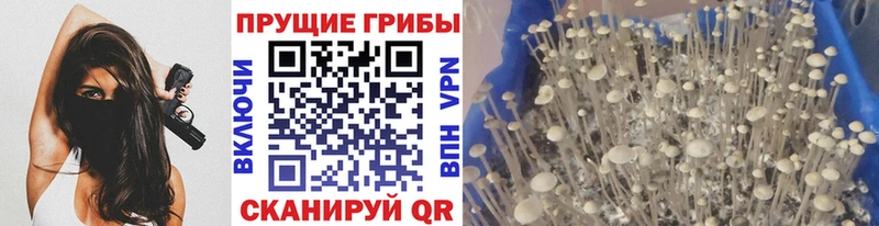 Псилоцибиновые грибы GOLDEN TEACHER  kraken как войти  Мариинский Посад  купить  